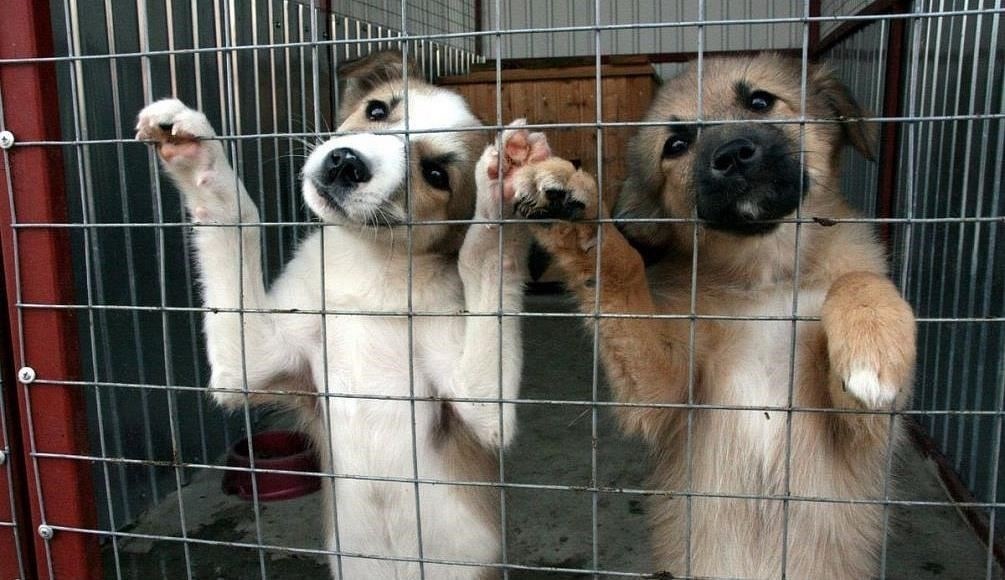 Почему случаи жестокого обращения с животными редко расследуются и трудно преследуются в судебном порядке