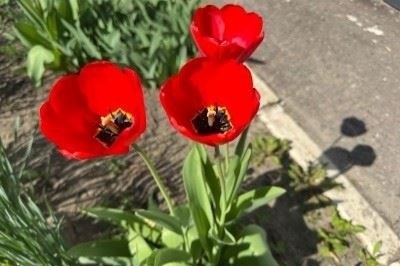 Ответы юристов на часто задаваемые вопросы по искам о возмещении нематериального вреда в результате дорожно-транспортных происшествий