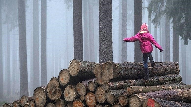 Шаги для подачи заявки на получение разрешения на заготовку древесины: Подробное руководство